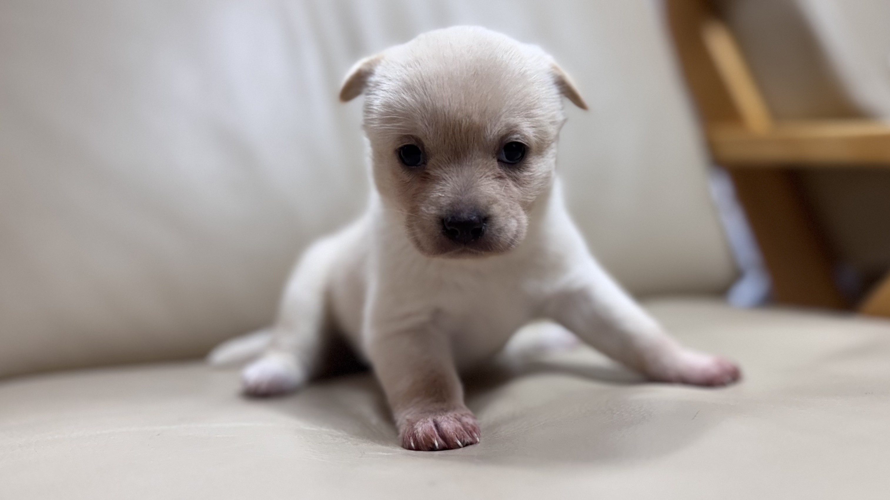 보호중 믹스견의 가…