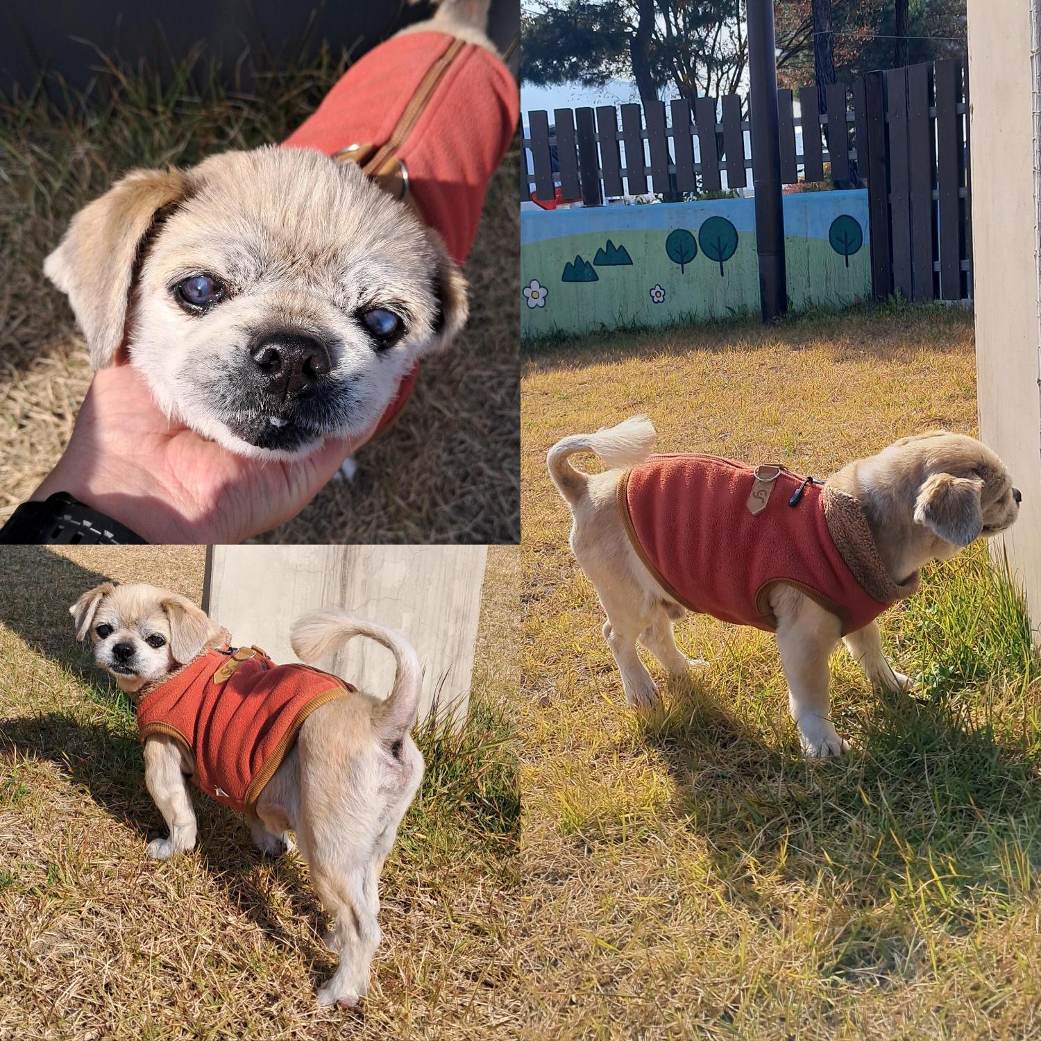 종료(반환) 시츄의…