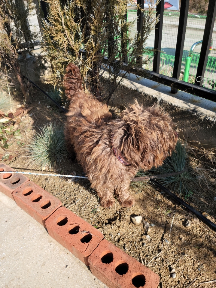 보호중 푸들의 가족…