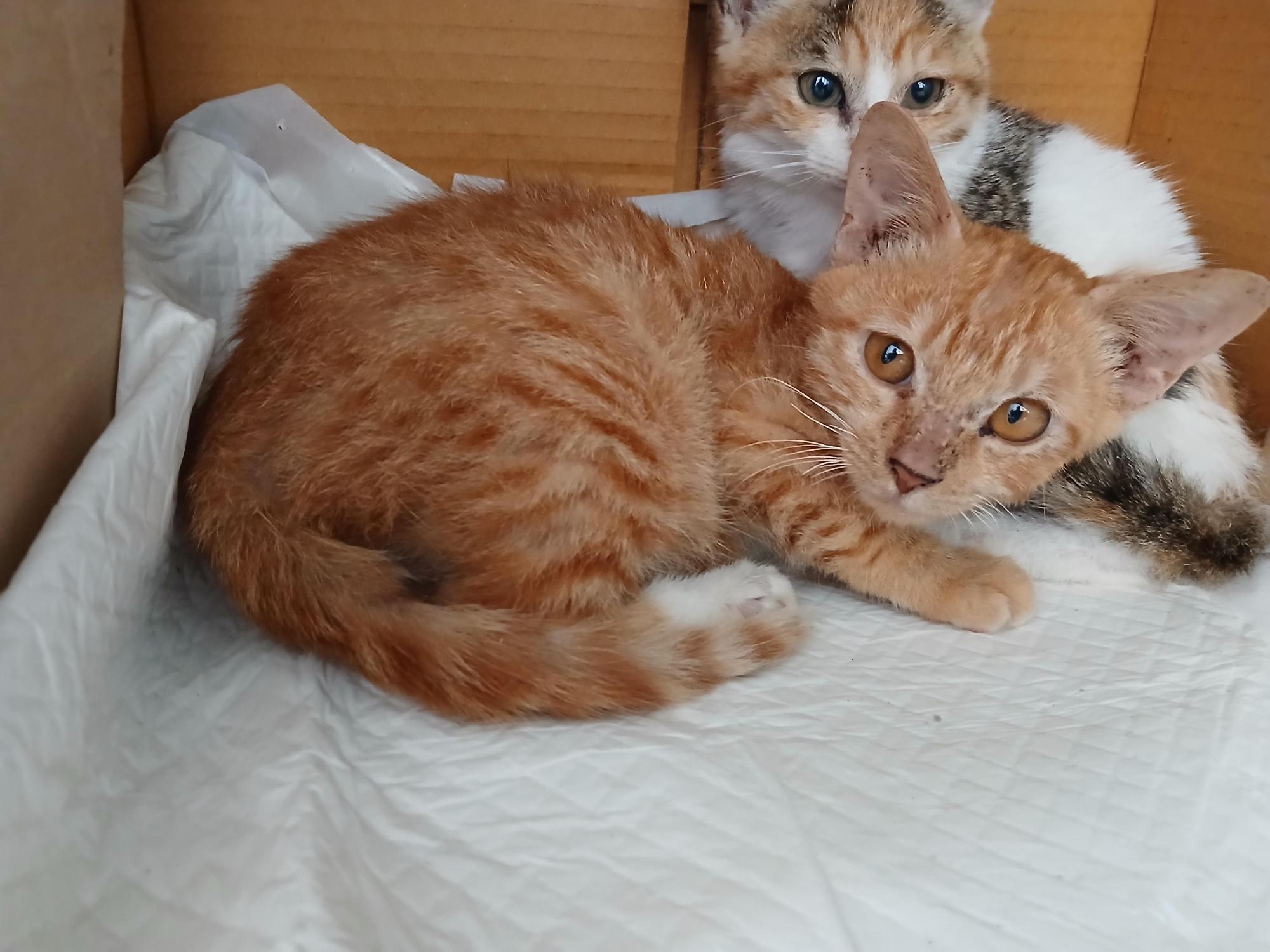 남해군동물보호센터_448543202500202