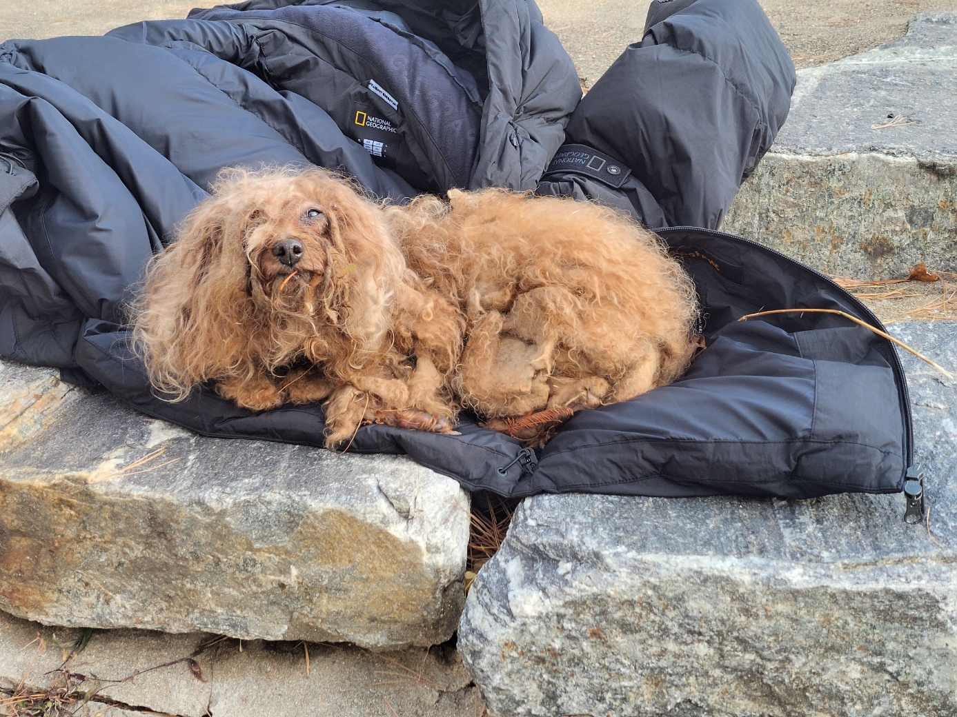 고양시동물보호센터_441394202502468