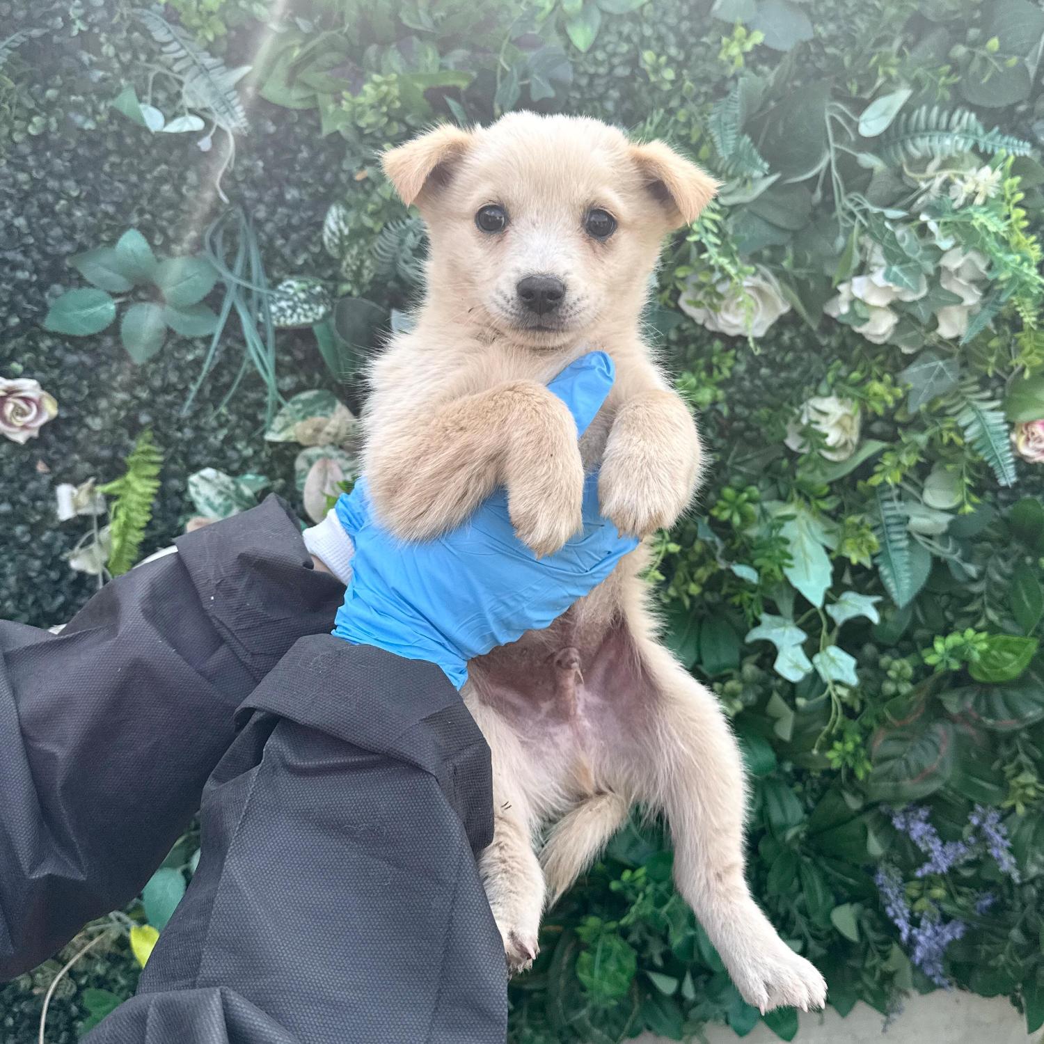 보호중 믹스견의 가…