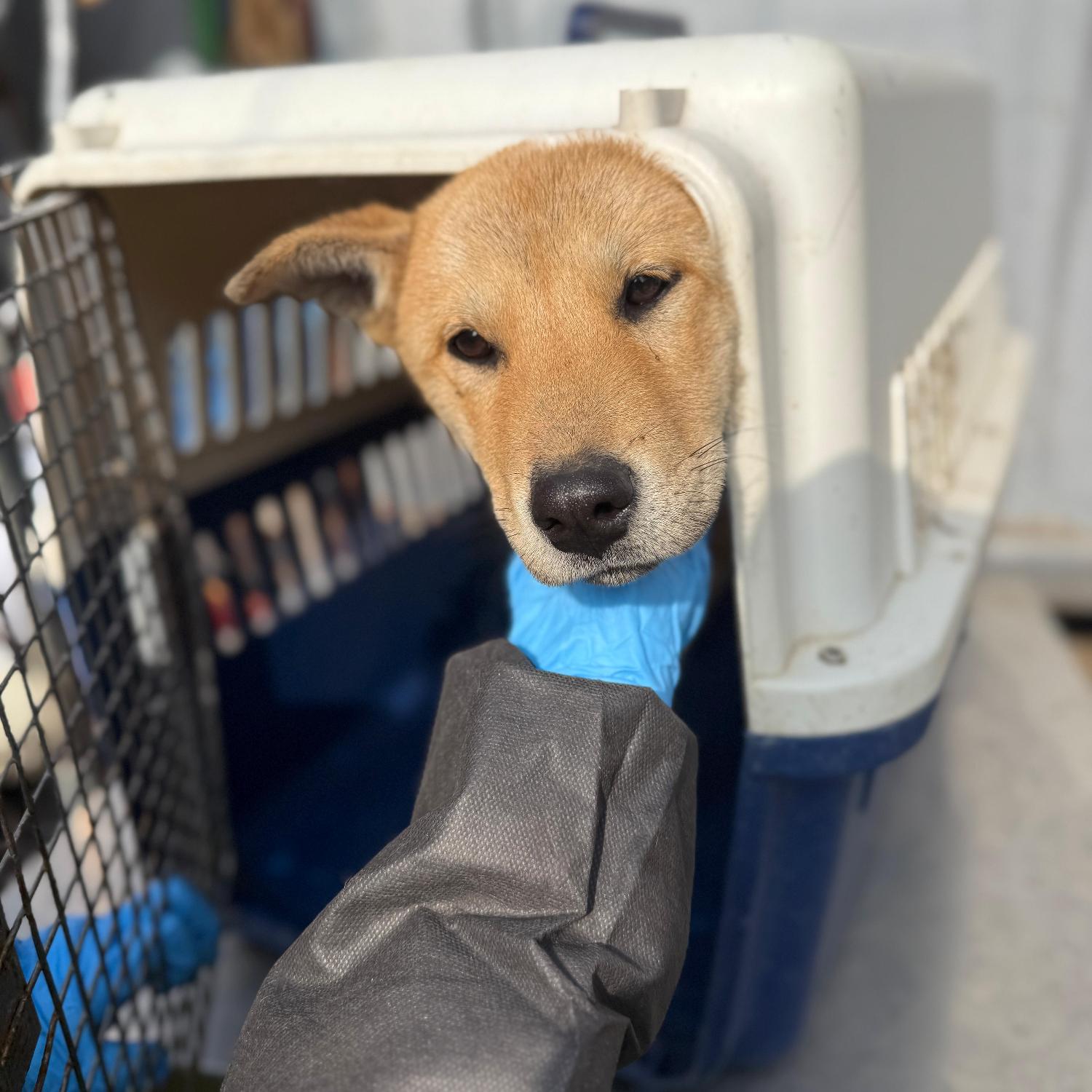 보호중 믹스견의 가…