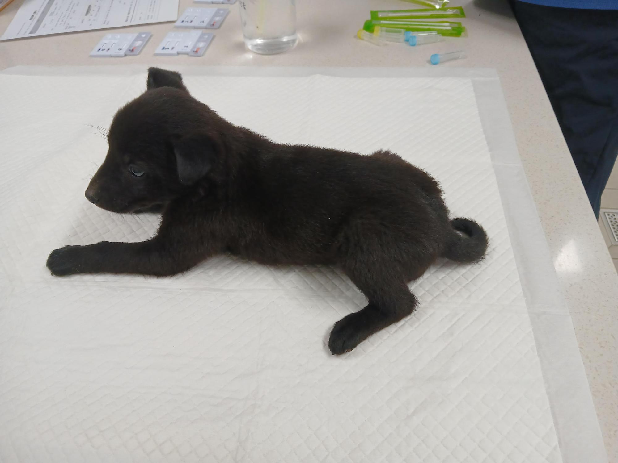 보호중 믹스견의 가…