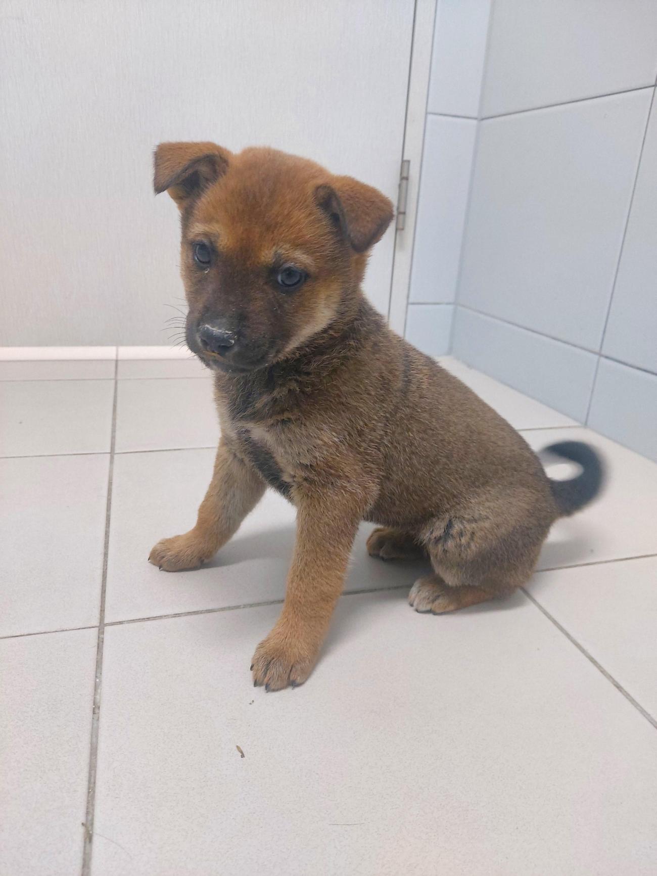 보호중 믹스견의 가…