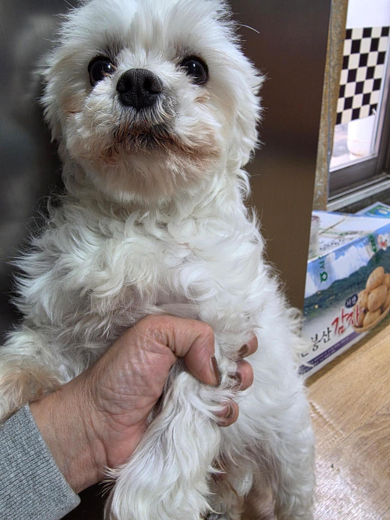 경북 영주시내에서 말티즈 발견 보호