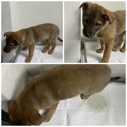 보호중 믹스견의 가…