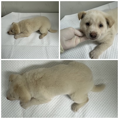 논산시 동물보호센터_444454202501113