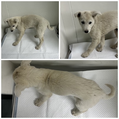 보호중 믹스견의 가…