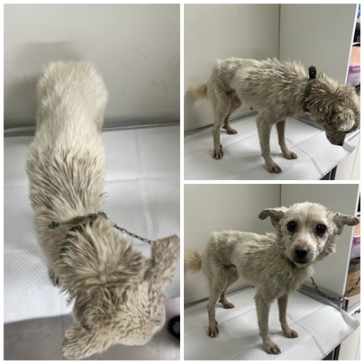 논산시 동물보호센터_444454202501119