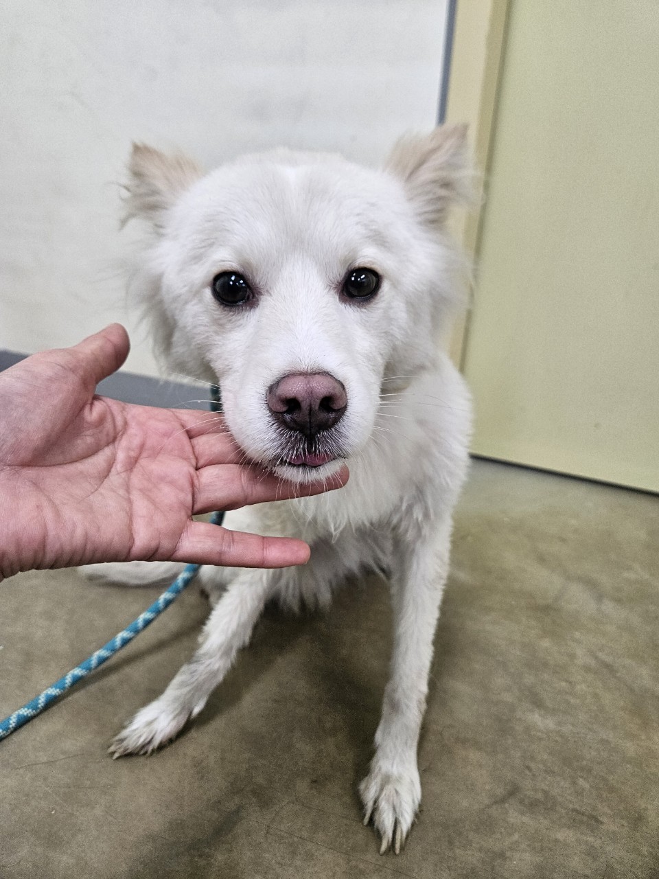 보호중 믹스견의 가…