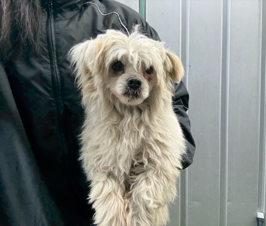 보호중 믹스견의 가…