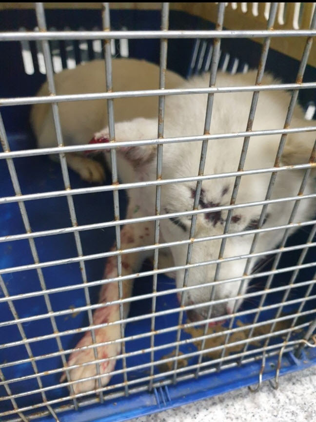 종료(자연사) 믹스…