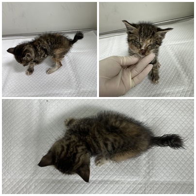 보호중 한국 고양이…