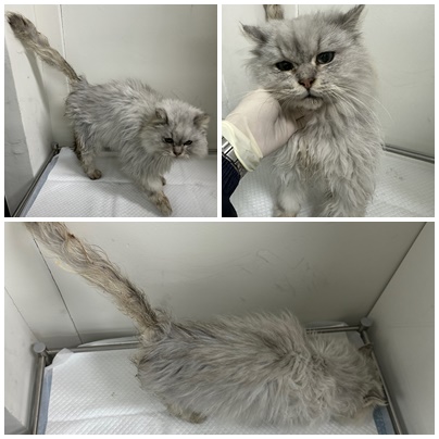 보호중 페르시안-페…