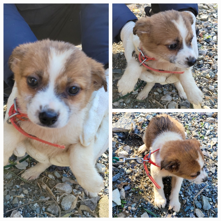 보호중 믹스견의 가…