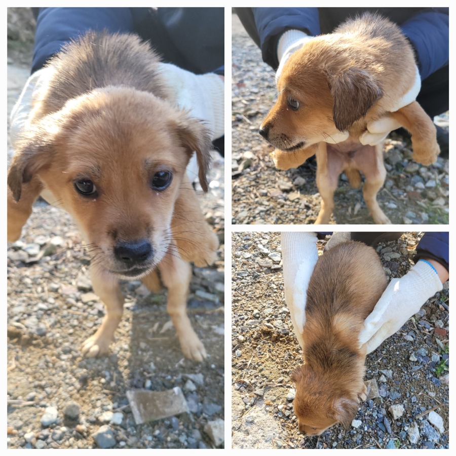 보호중 믹스견의 가…