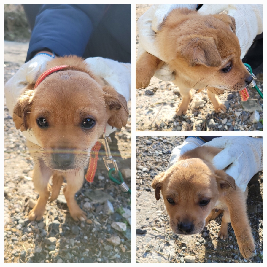 무안군유기동물보호소_446495202500371