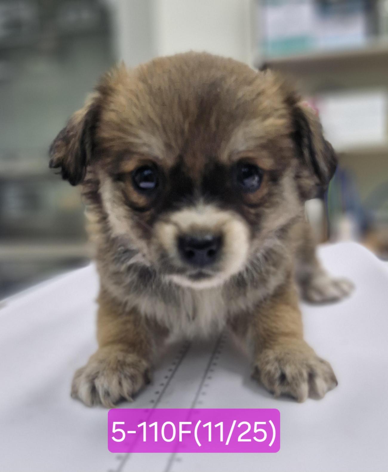 보호중 믹스견의 가…