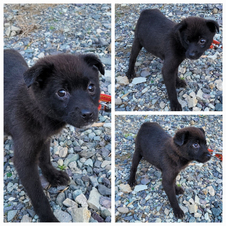 보호중 믹스견의 가…