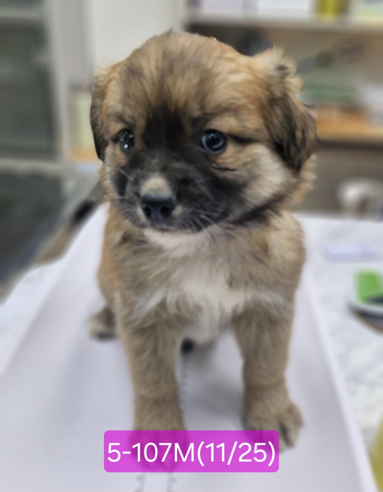 보호중 믹스견의 가…