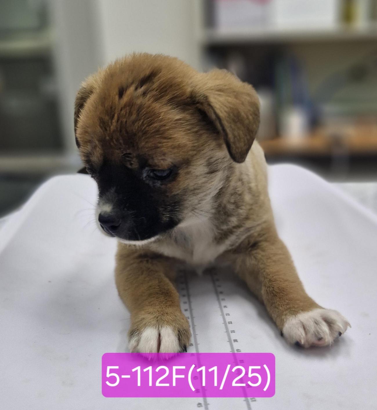 고성군 동물가족센터_448542202502150