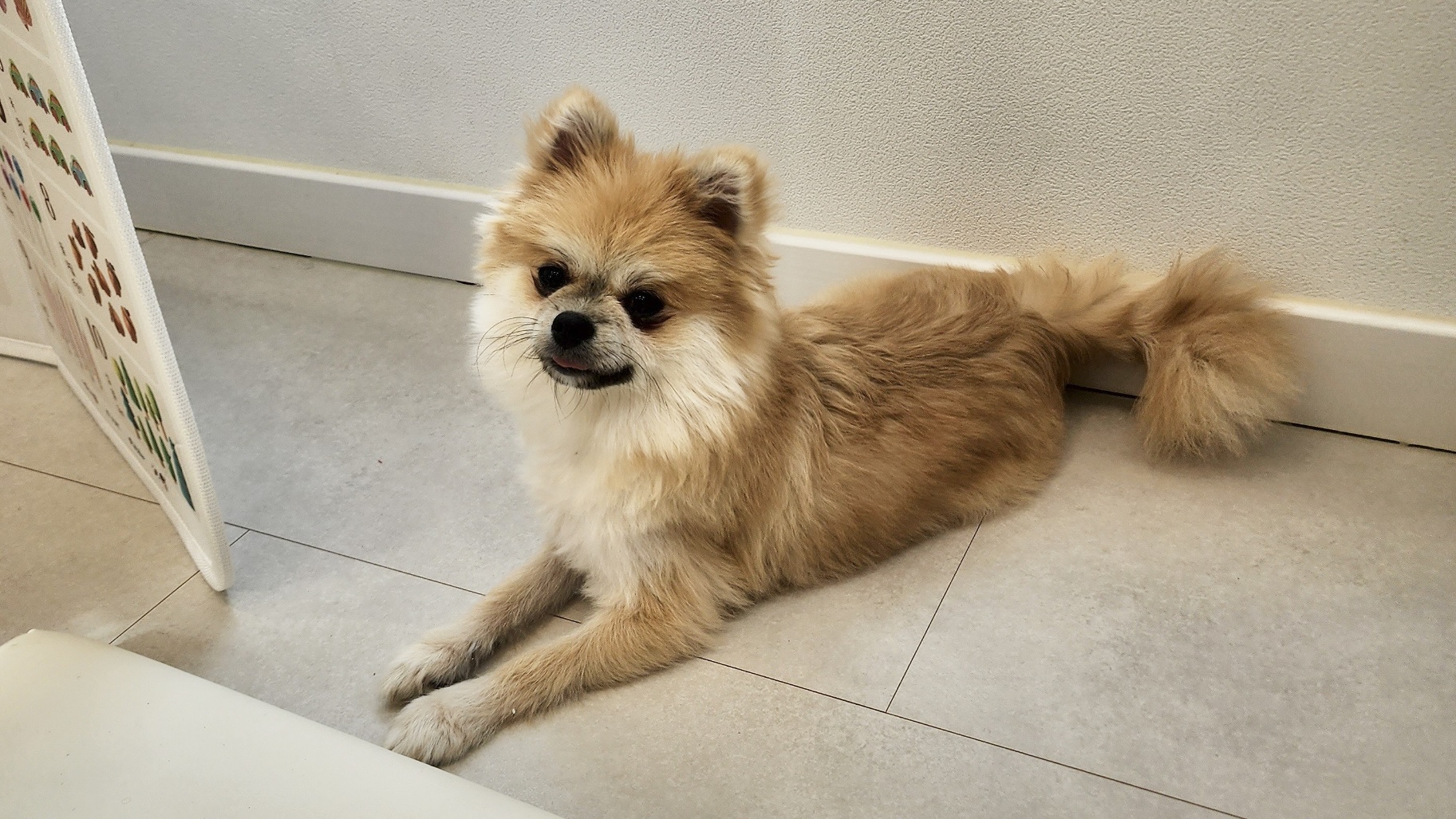 상주시 동물보호센터_447511202501444