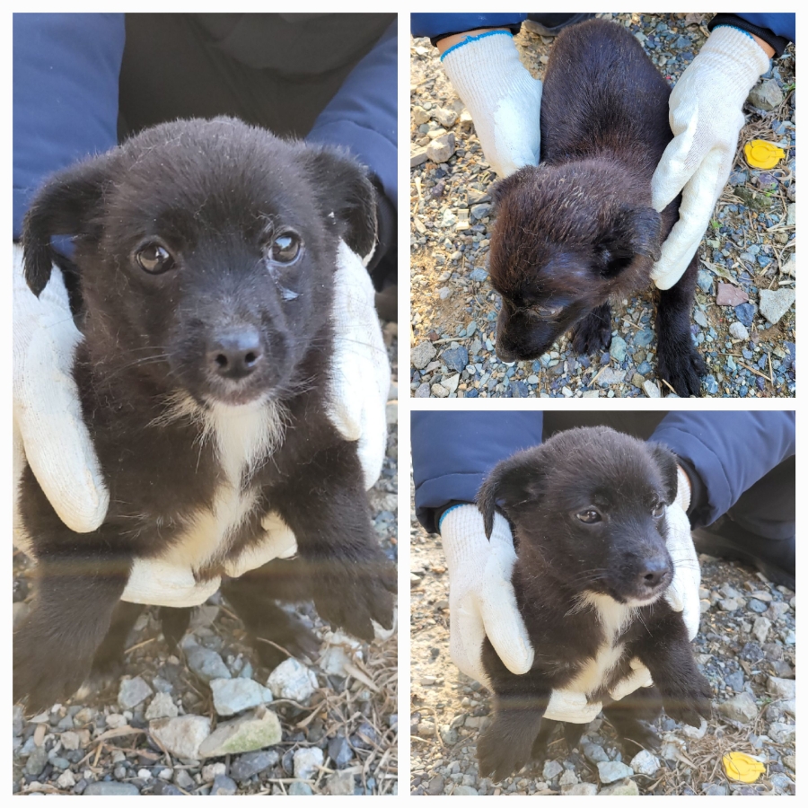 보호중 믹스견의 가…