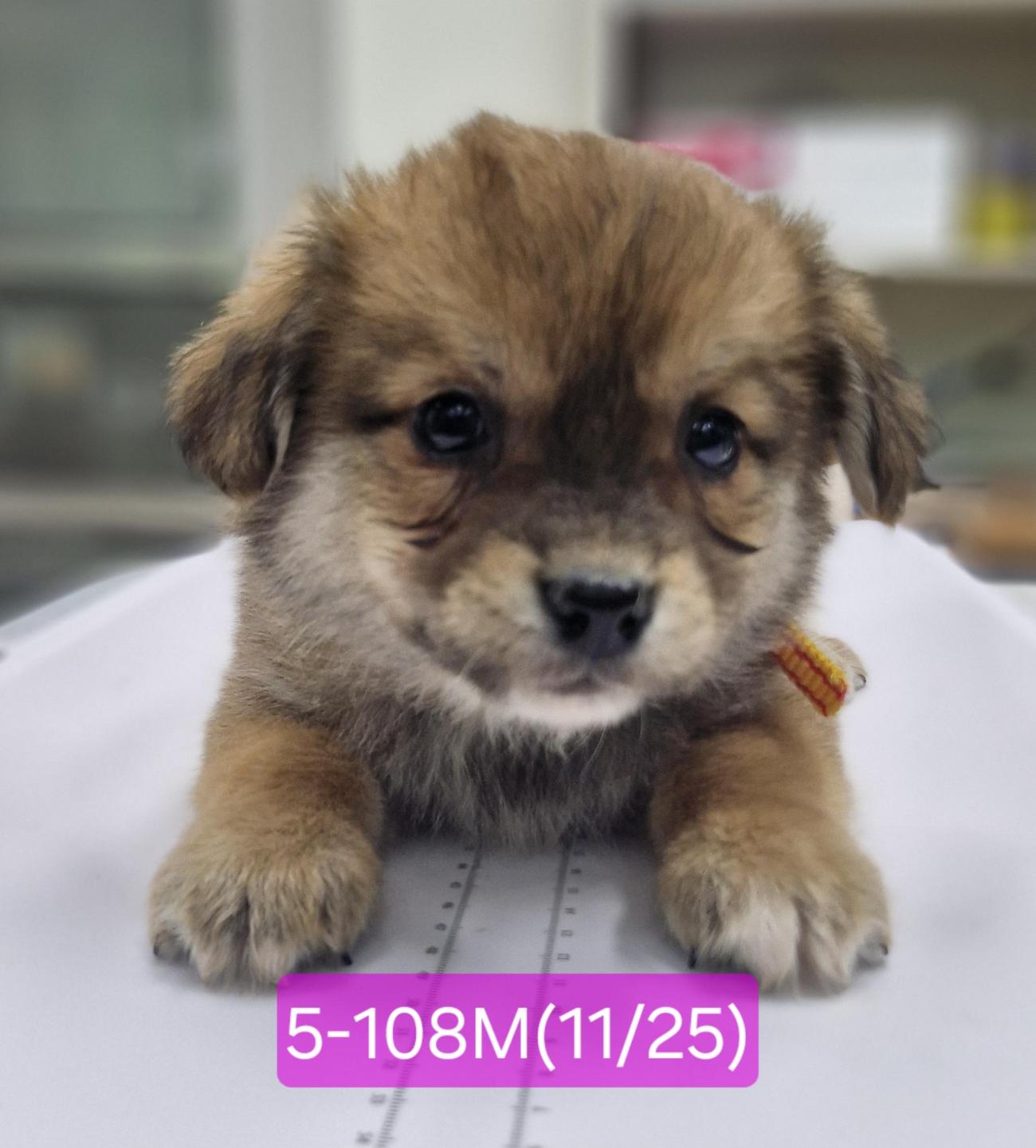 보호중 믹스견의 가…