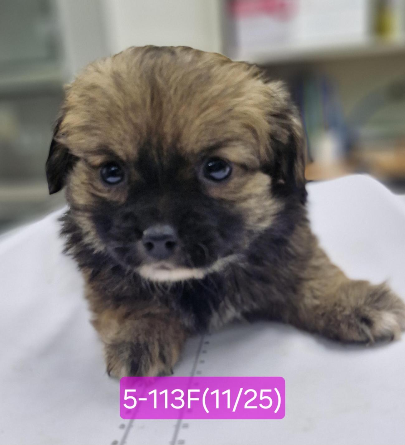 보호중 믹스견의 가…