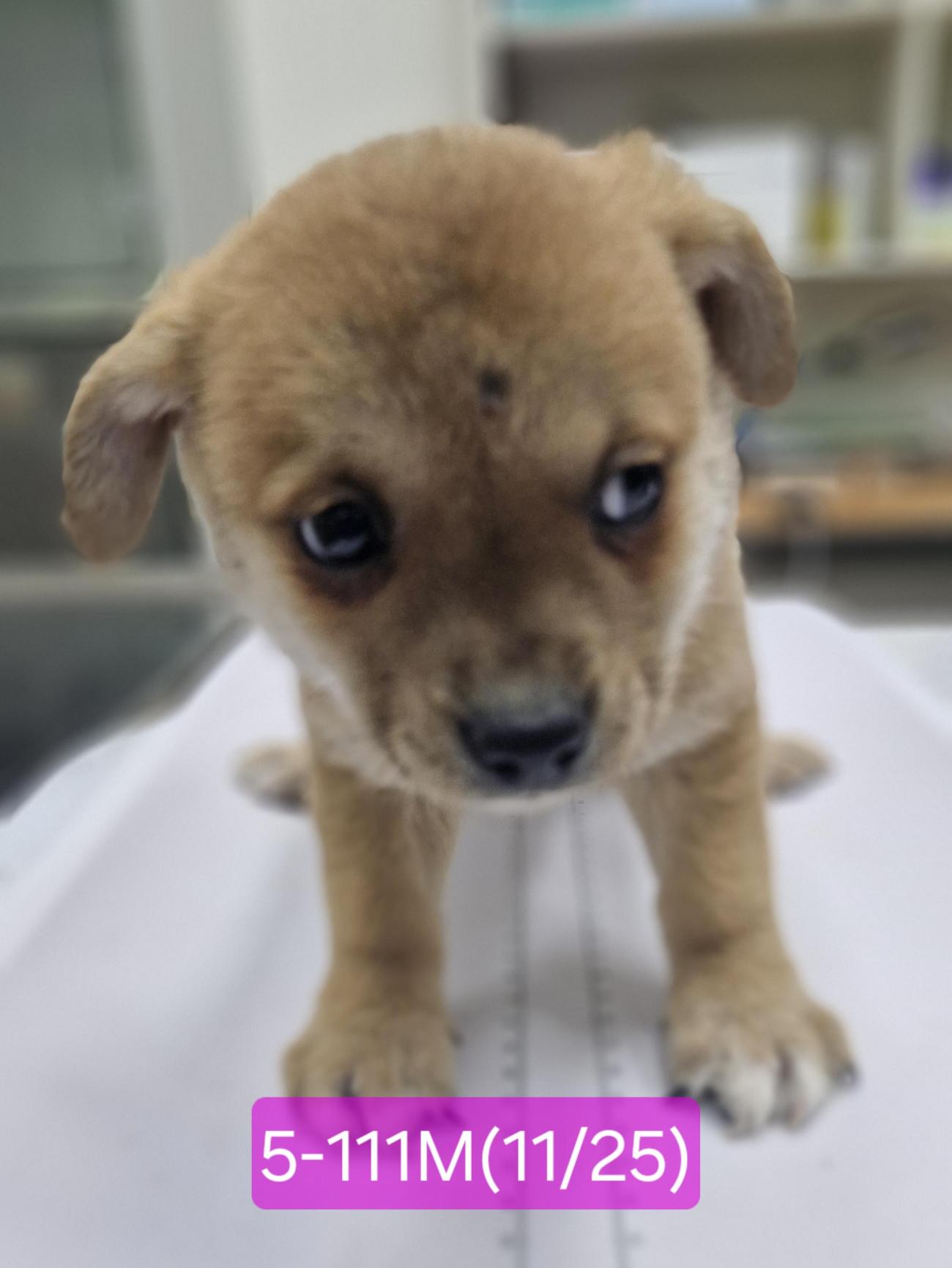 보호중 믹스견의 가…