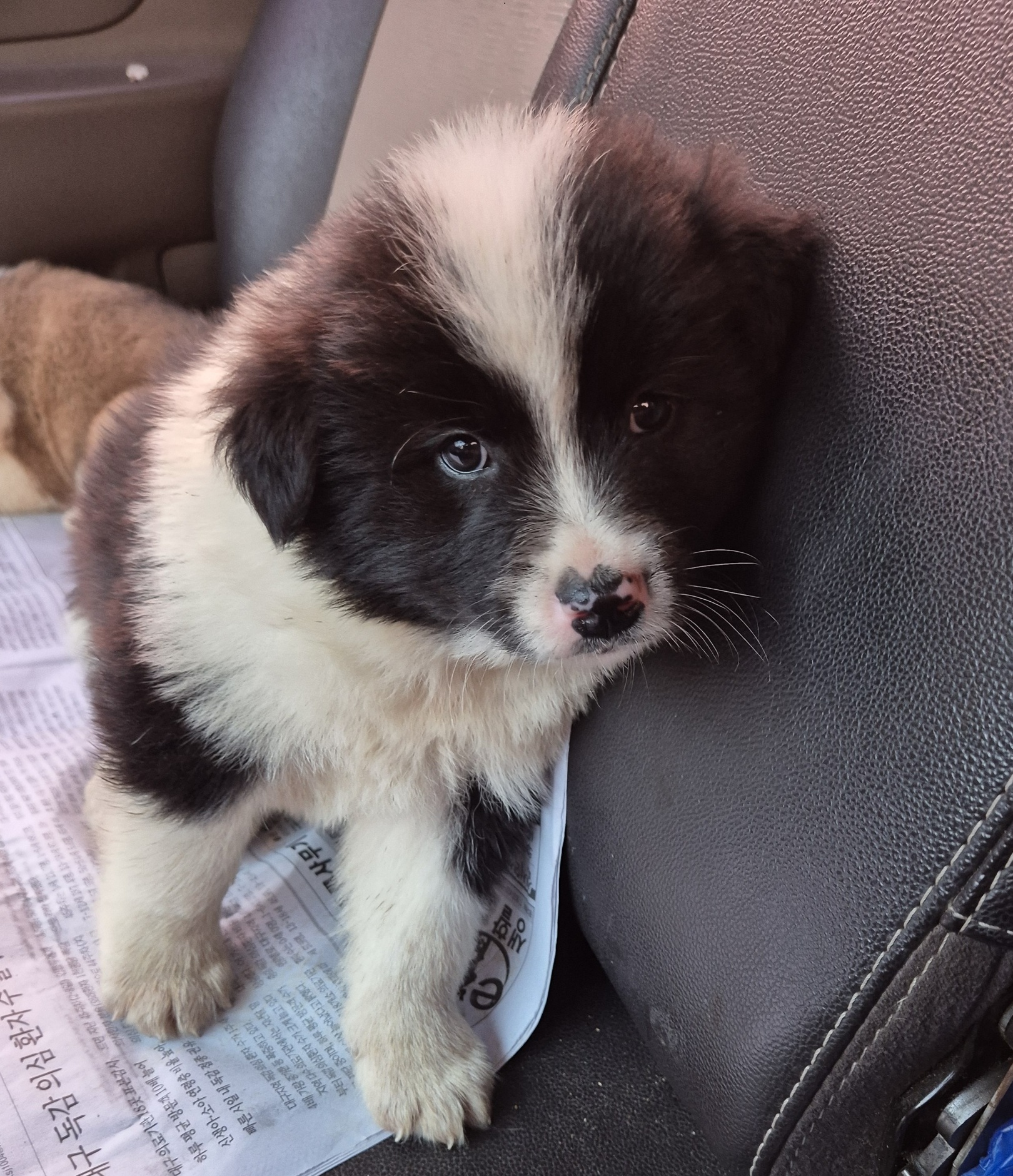 경북 봉화 문단1리에서 보더 콜리 발견 보호