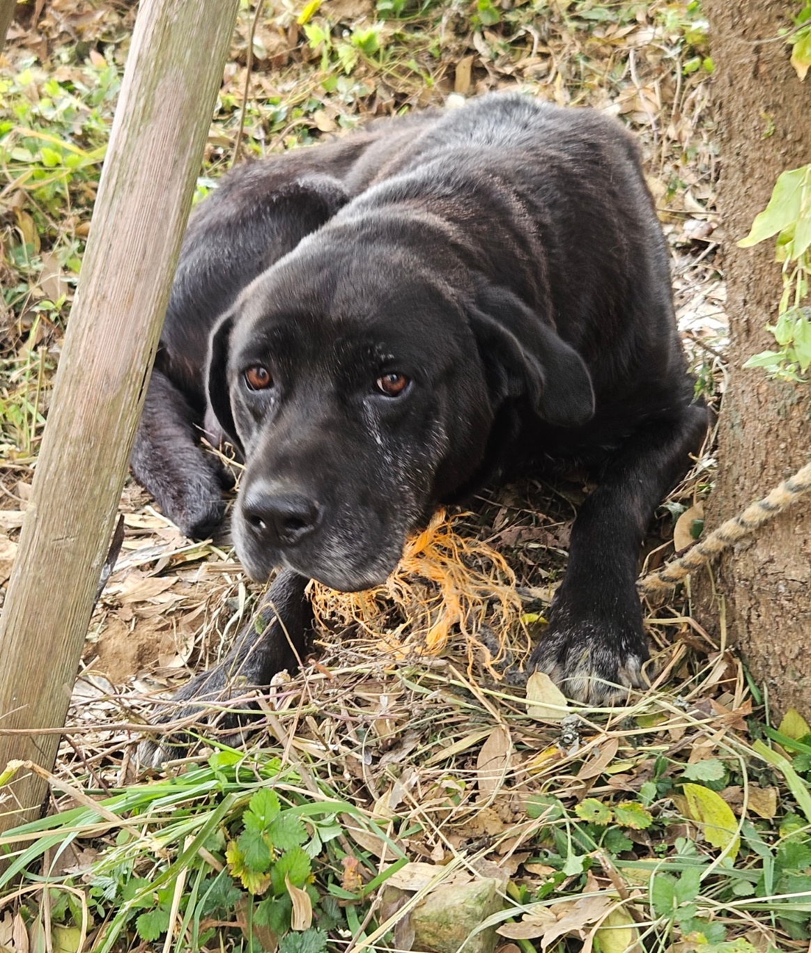 경남 거제 둔덕면에서 라브라도 리트리버 발견 보호