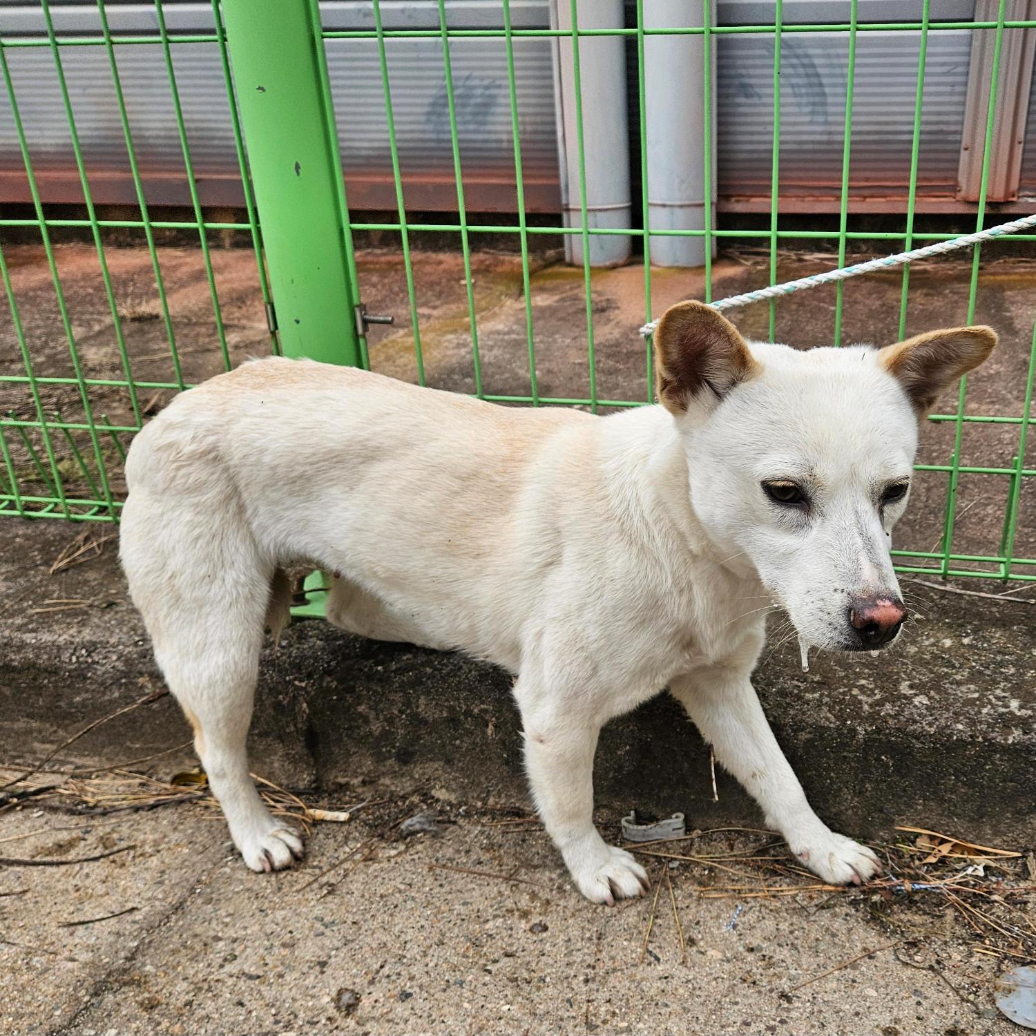 경북 영덕 축산항일대에서 진돗개 발견 보호