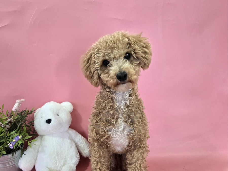 경북 포항시에서 푸들 발견 보호