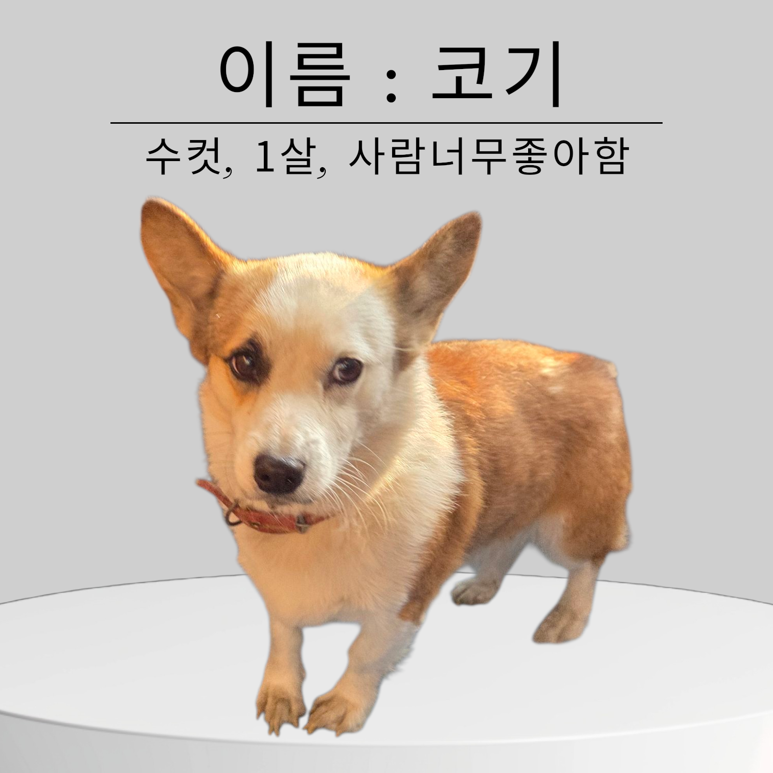 경북 성주 선남면에서 웰시 코기 카디건 발견 보호