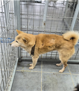 전남 영암 학산면에서 시바 발견 보호