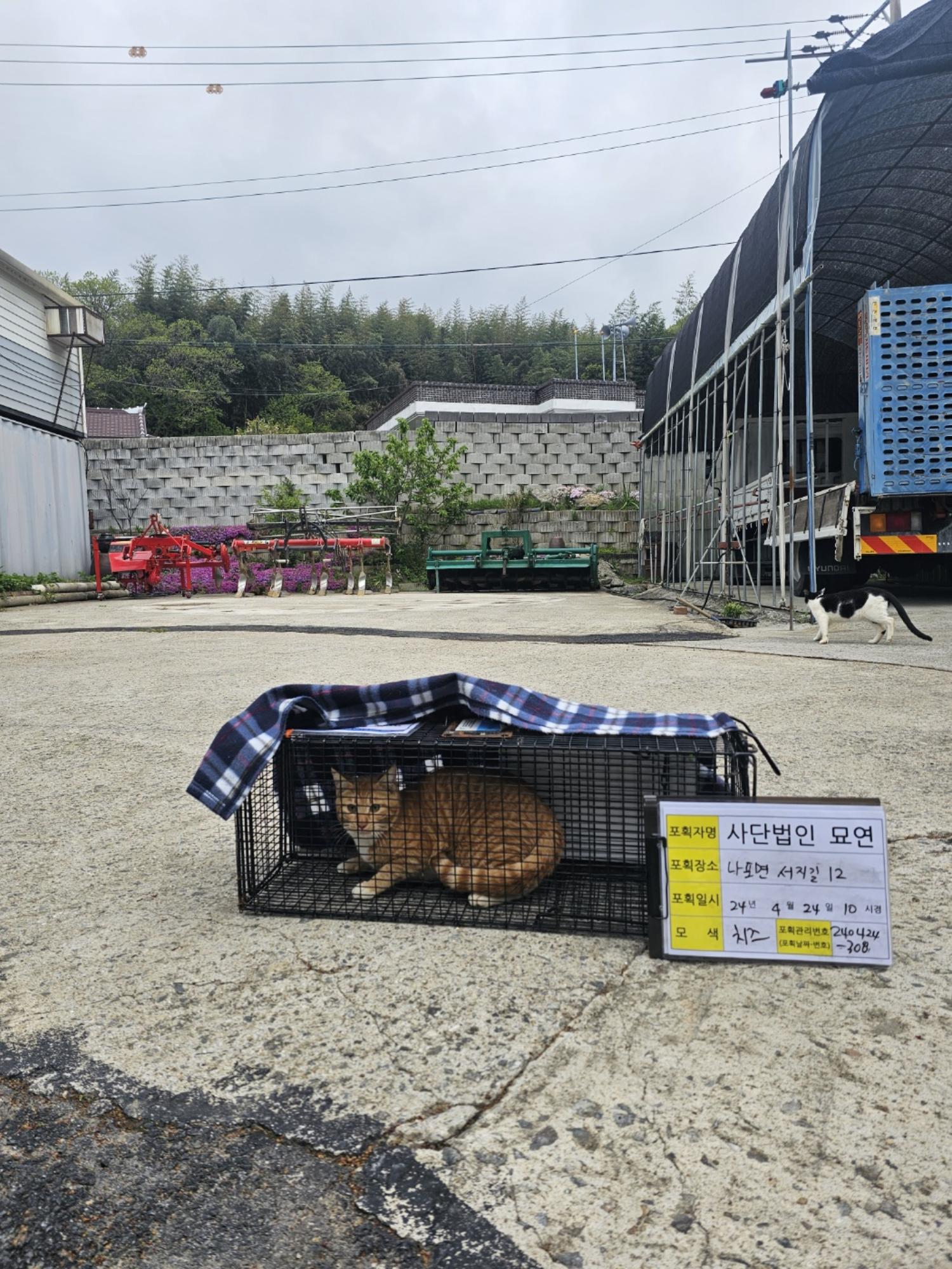 보호중동물사진 공고번호-전북-군산-2024-00306