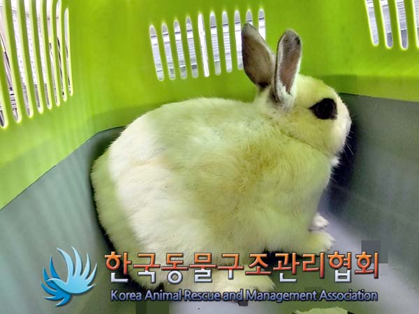 공고 번호가 서울-동대문-2024-00064인 기타축종 동물 사진