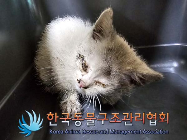 공고 번호가 서울-동대문-2024-00072인 한국 고양이 동물 사진