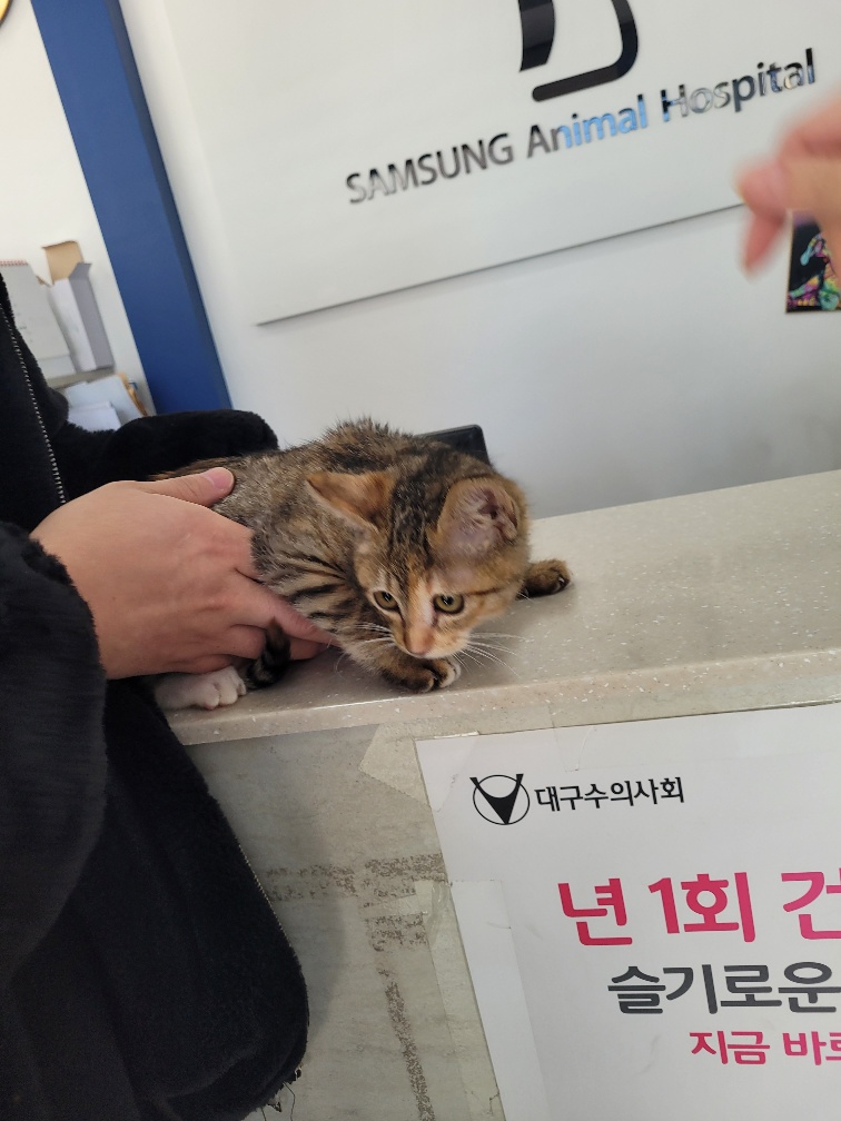 공고 번호가 대구-서구-2024-00125인 한국 고양이 동물 사진