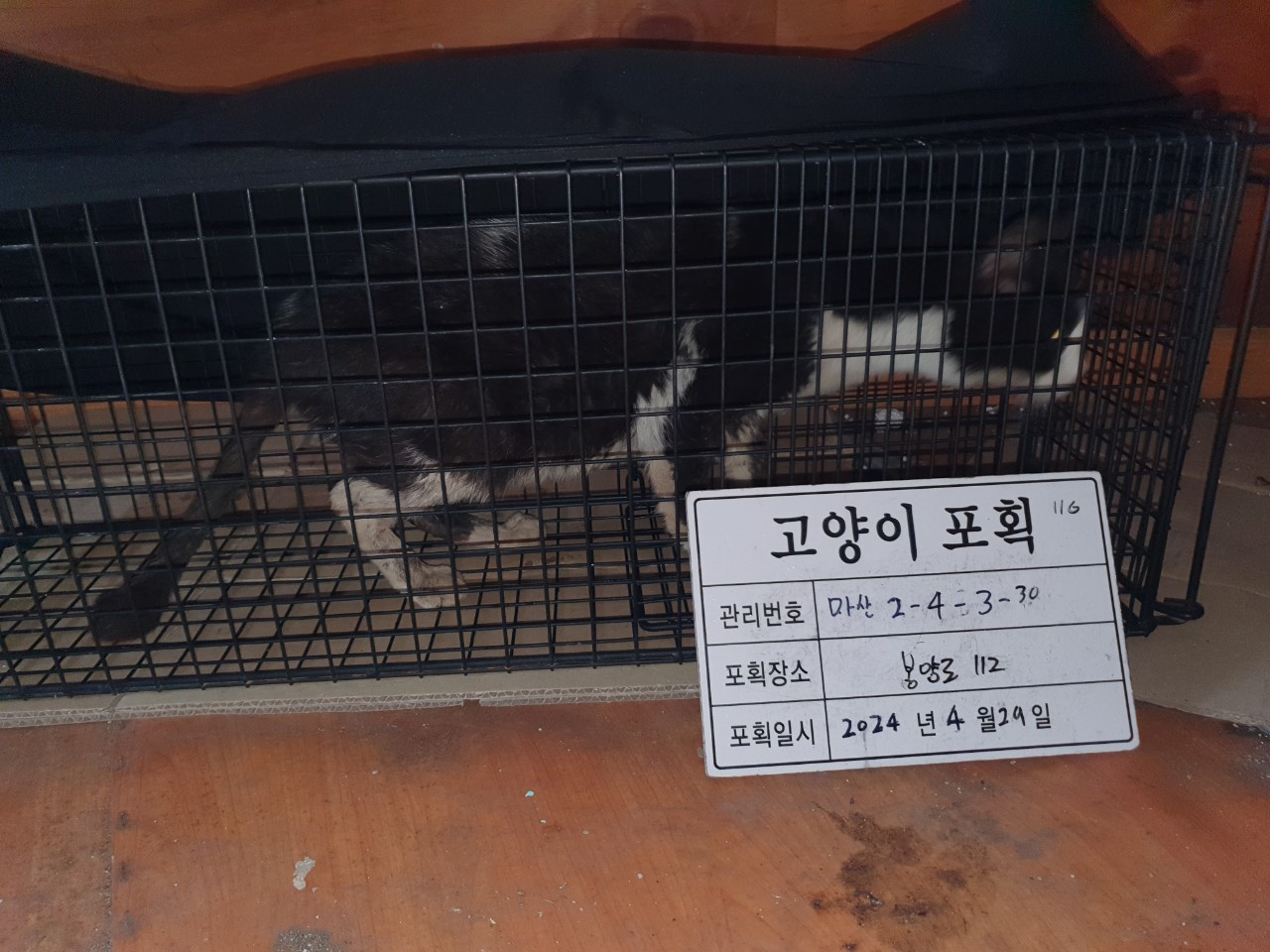보호중동물사진 공고번호-경남-마산-2024-00599