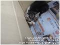 공고 번호가 대전-서구-2024-00126인 한국 고양이 동물 사진