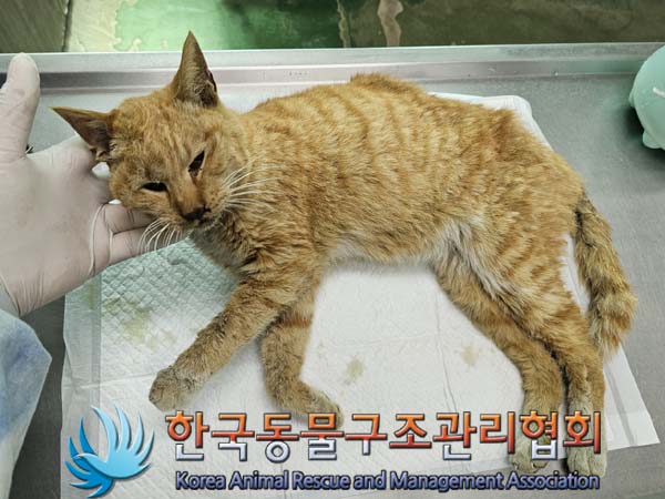 공고 번호가 서울-성동-2024-00029인 한국 고양이 동물 사진  