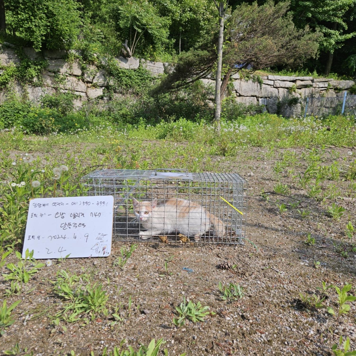 보호중동물사진 공고번호-경기-남양주-2024-00993