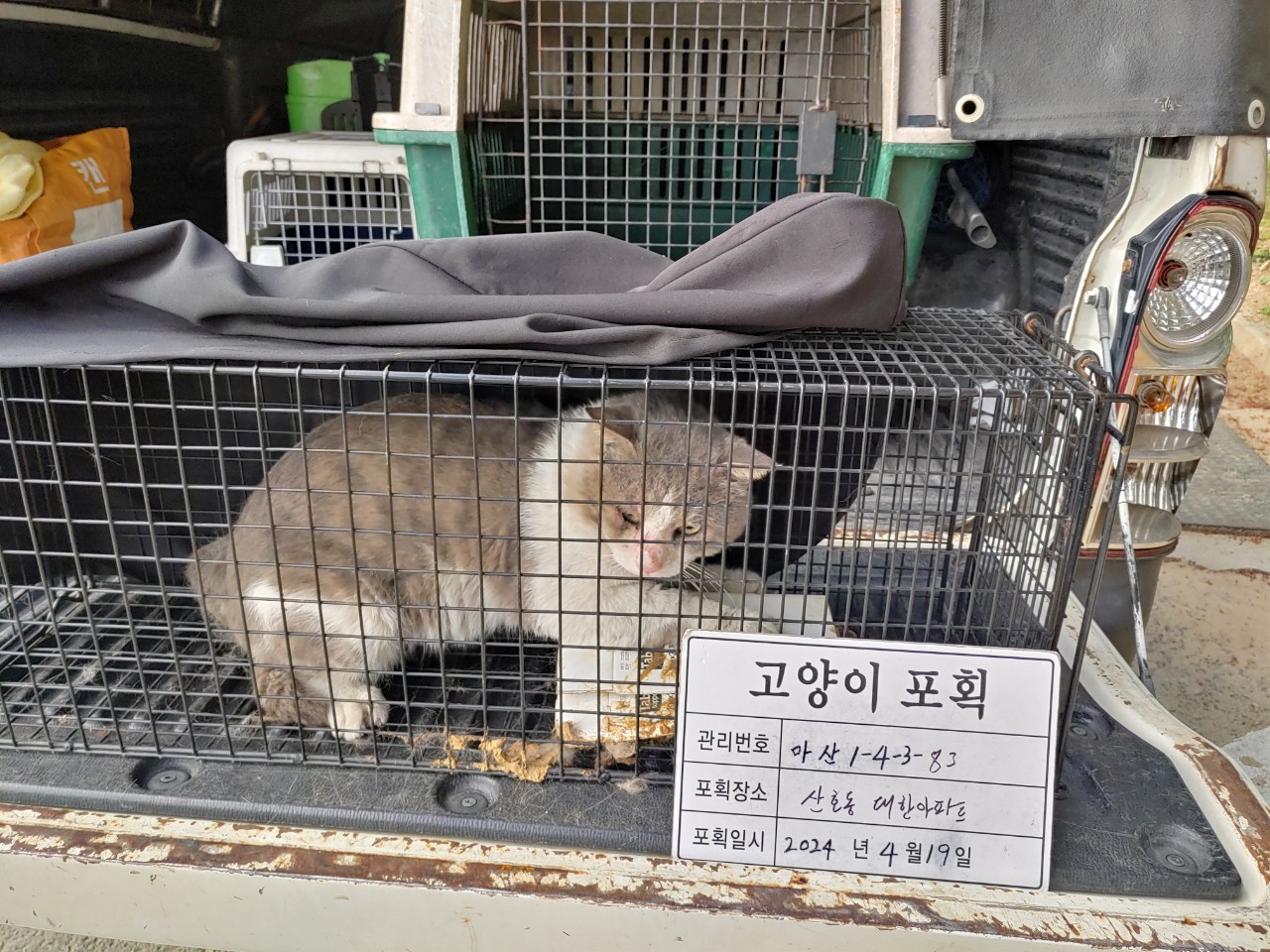 보호중동물사진 공고번호-경남-마산-2024-00536