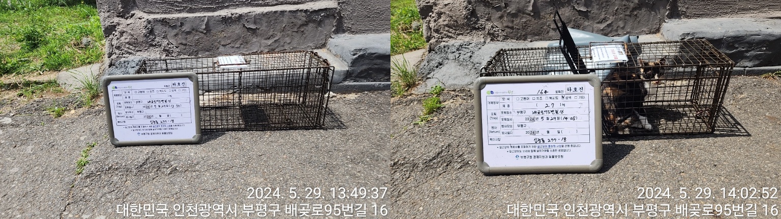 보호중동물사진 공고번호-인천-부평-2024-00230