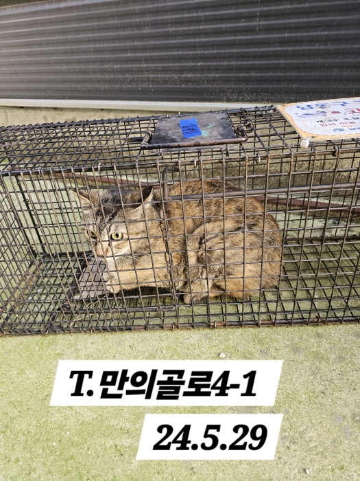 보호중동물사진 공고번호-인천-남동-2024-00337
