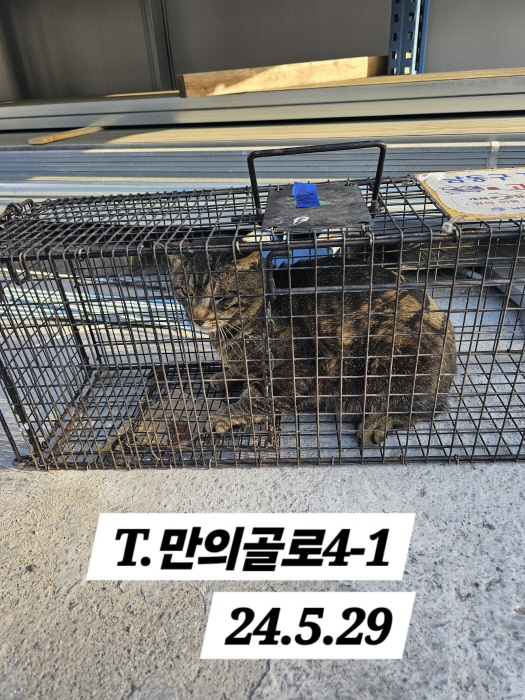 보호중동물사진 공고번호-인천-남동-2024-00336