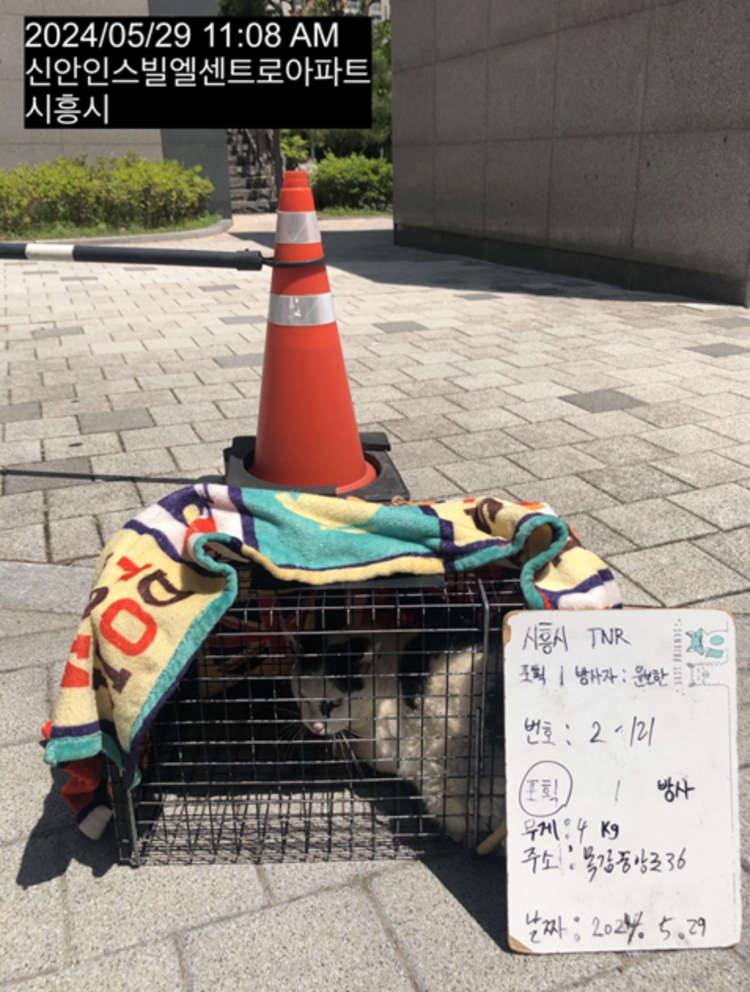 보호중동물사진 공고번호-경기-시흥-2024-00444